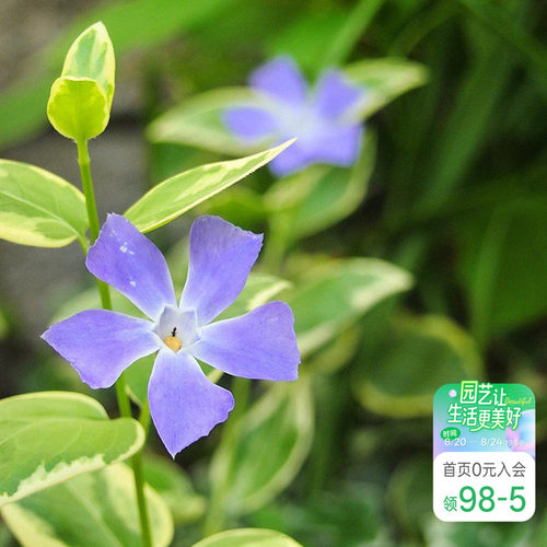 紫色小花垂吊花卉阳台盆栽苗