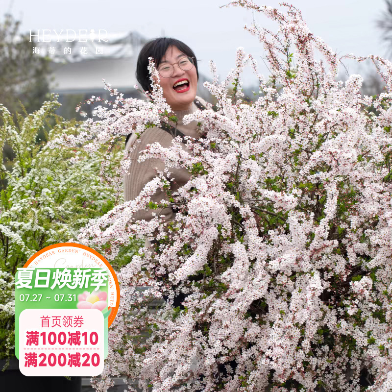 海蒂的花园雪柳盆栽喷雪花金叶粉花白花多年生花灌木耐寒花卉植物