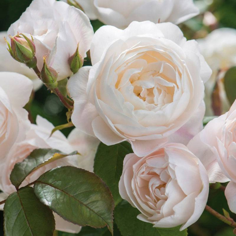 直立丝花卉的海黛浓香抗病盆栽植物娜庭院蒂德蒙花园花苗阳台月季