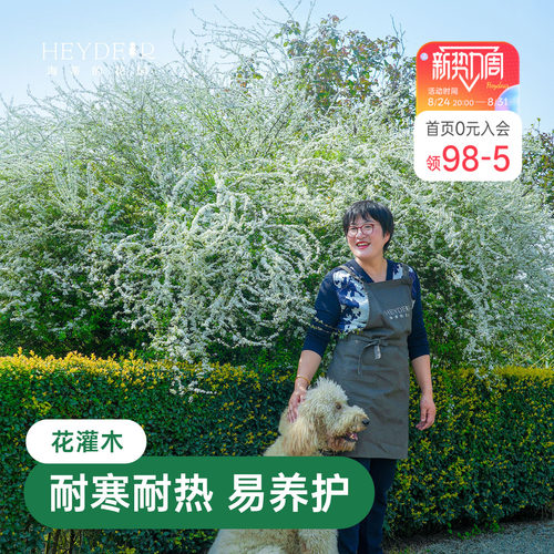 海蒂的花园雪柳鲜枝喷雪花树苗黄金喷泉绣线菊耐寒耐冻灌木植物