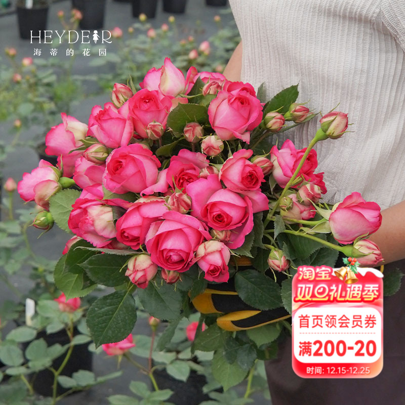 海蒂的花园月季深粉龙沙宝石爬藤月季拱门花墙阳台庭院花卉盆栽苗