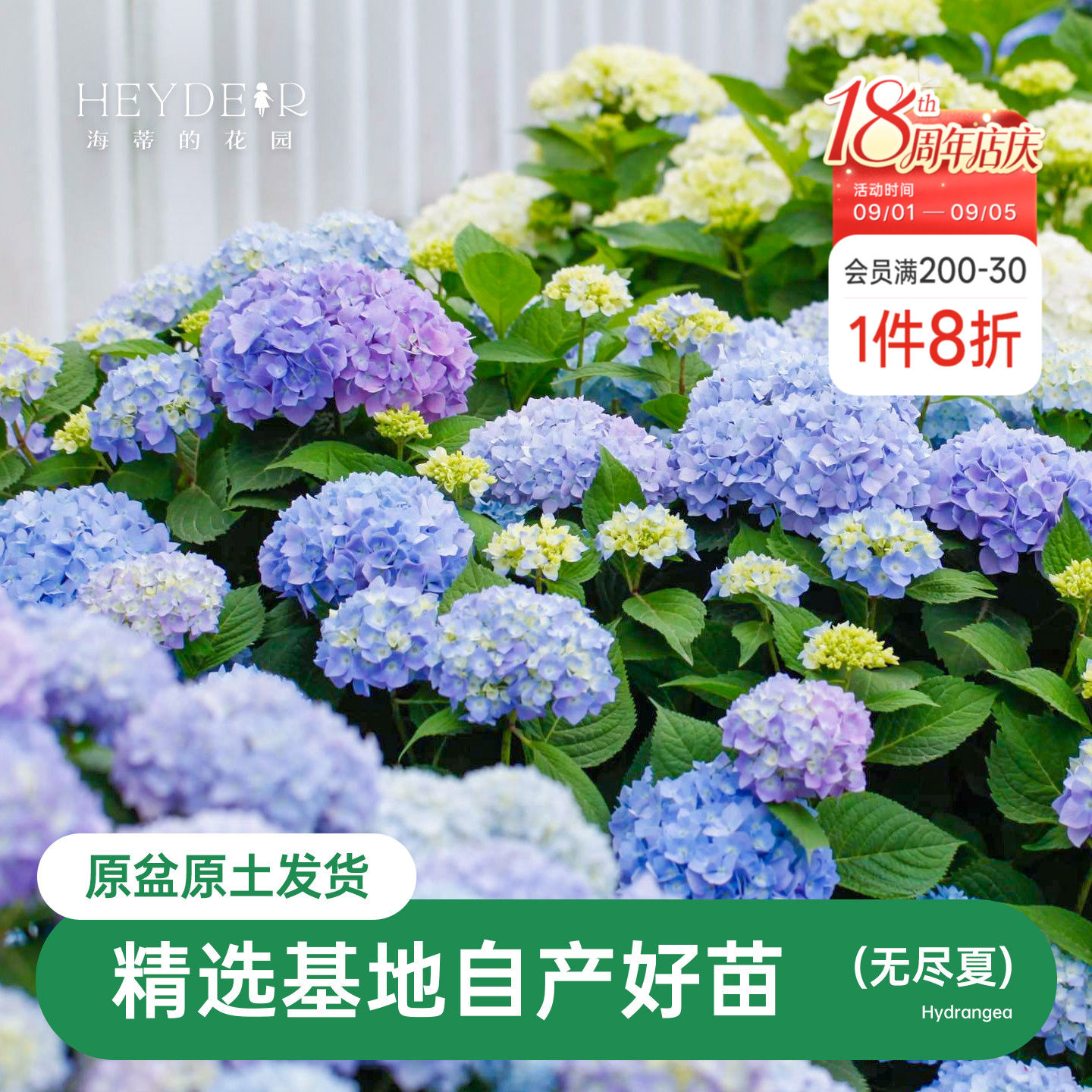 海蒂的花园无尽夏阳台庭院别墅图片