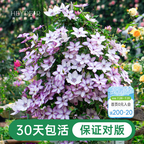 海蒂的花园铁线莲阳台爬藤乌托邦