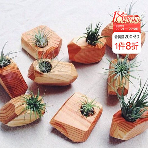 海蒂的花园空气凤梨植物客厅