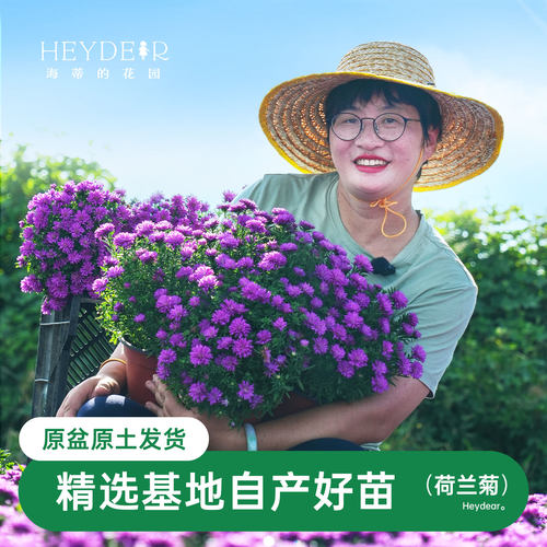 紫菀小卡罗可开花四季植物