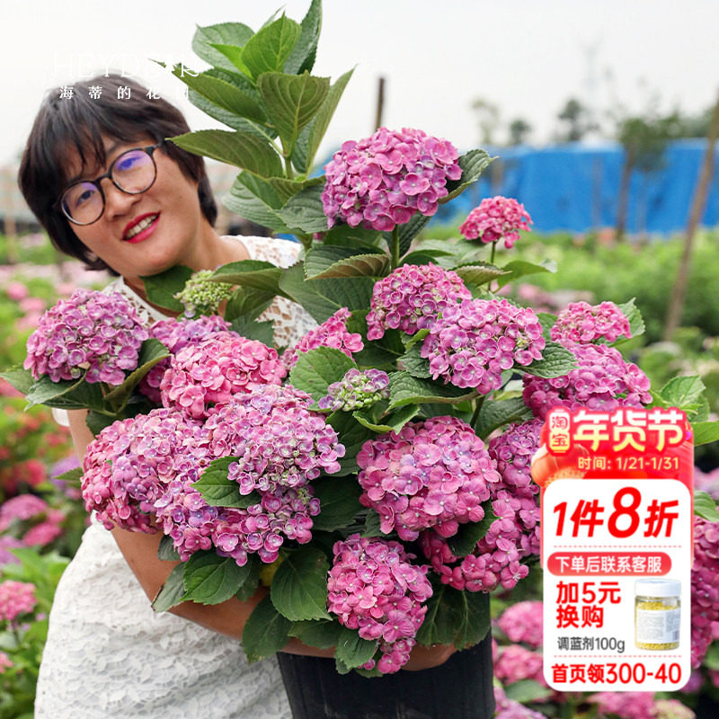 海蒂的花园绣球花苗爆米花大花室外阳台庭院露台耐阴植物花卉盆栽,鲜花速递/花卉仿真/绿植园艺,绣球/木绣球/木本植物,淘宝优惠券,粉丝福利购,淘宝优惠卷