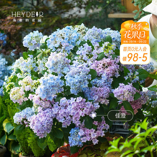 海蒂的花园绣球花苗无尽夏大海蓝万华镜阳台四季种植物树苗盆栽
