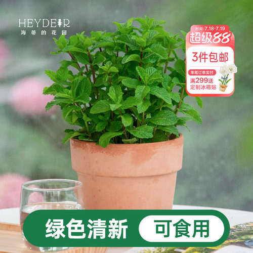 海蒂的花园薄荷盆栽苗