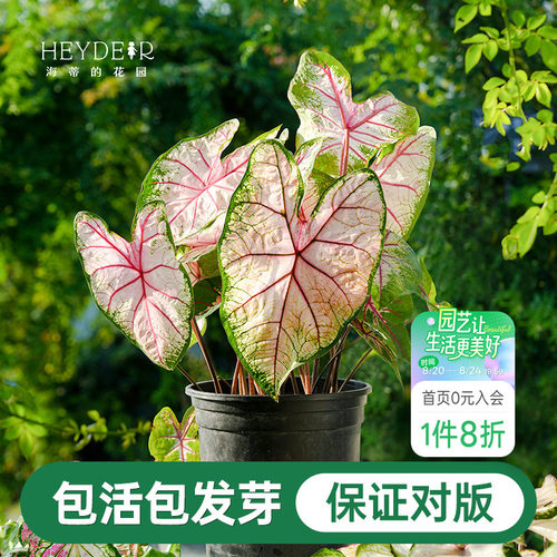 海蒂的花园彩叶芋种球粉色飞溅白色恋人桌面盆栽观叶植物室内绿植