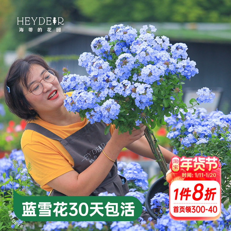 海蒂的花园蓝雪花盆栽耐热阳台可爬藤四季好养易活花卉植物室内花,鲜花速递/花卉仿真/绿植园艺,大型绿植/成品组合盆栽,淘宝优惠券,粉丝福利购,淘宝优惠卷