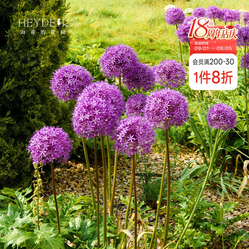 海蒂的花园花葱种球进口多年生宿根庭院花境花材植物球根花卉裸球