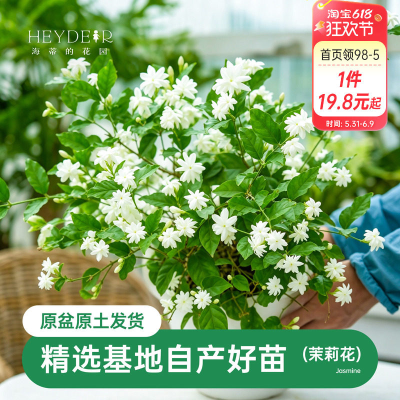 海蒂的花园茉莉花苗盆栽树苗浓香切花阳台植物常绿好养木本开花卉
