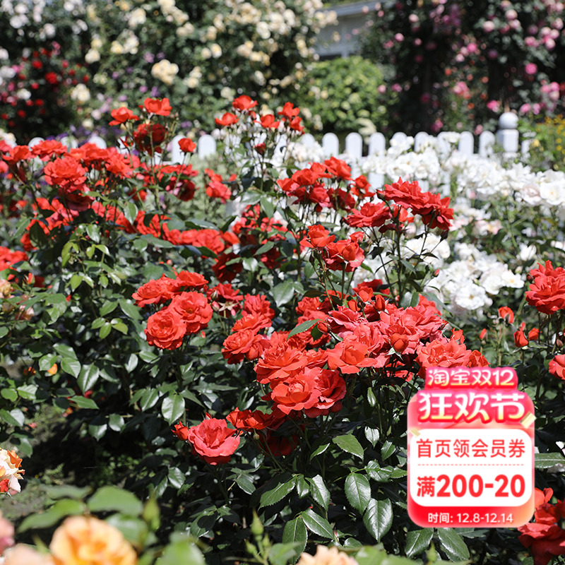 海蒂的花园巧克力耐热盆栽