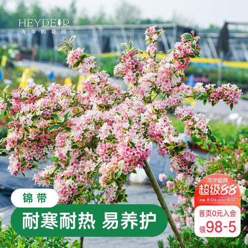 海蒂的花园花叶锦带春天爆花灌木