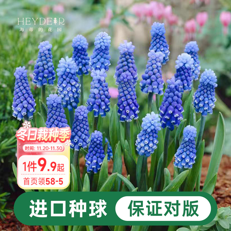 海蒂的花园葡萄风信子球根花卉