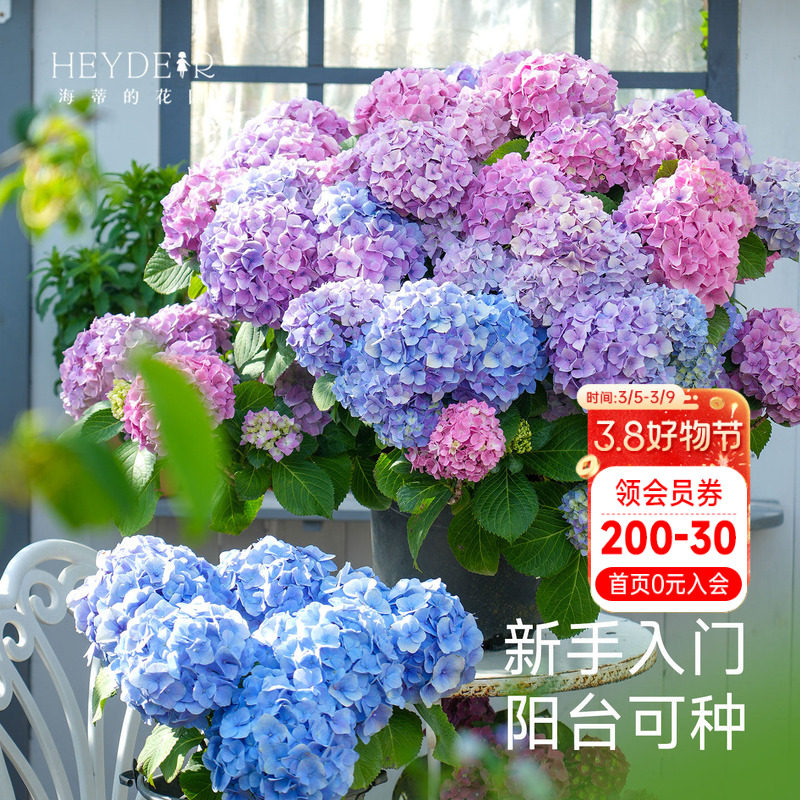 海蒂的花园绣球花苗无尽夏宴会新品绣球庭院阳台易活植物花卉盆栽 - 海蒂的花园 成都总店出品
