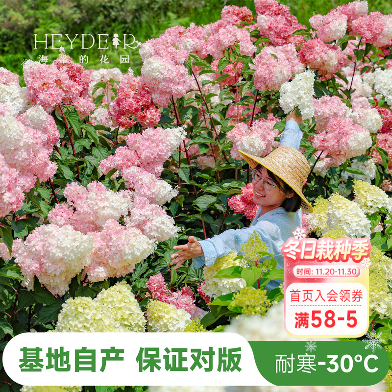 海蒂的花园香草圆锥绣球耐晒