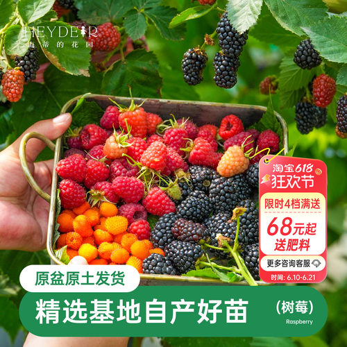 海蒂的花园树莓浆果耐寒灌木好养