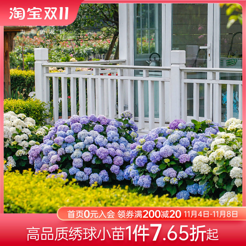 海蒂的花园绣球花苗花卉盆栽无尽夏大花万华镜海妈花园阳台植物花使用感如何?