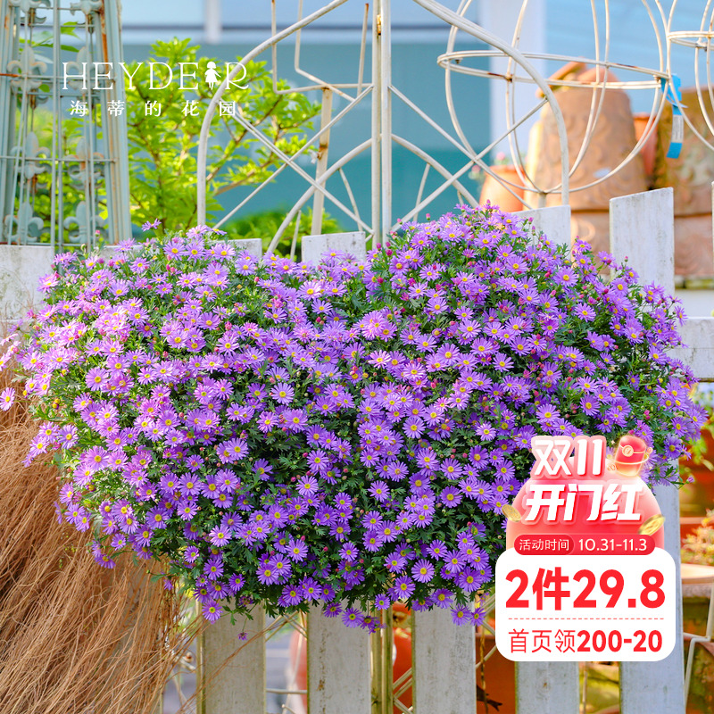 海蒂的花园姬小菊好养带花发货