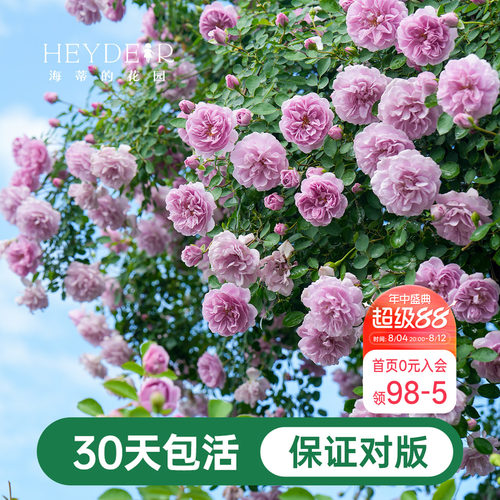 海蒂的花园爬藤月季花苗