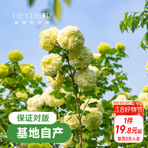 海蒂的花园欧洲木绣球花卉植物庭院露台庭院盆栽树苗耐寒绣球花苗