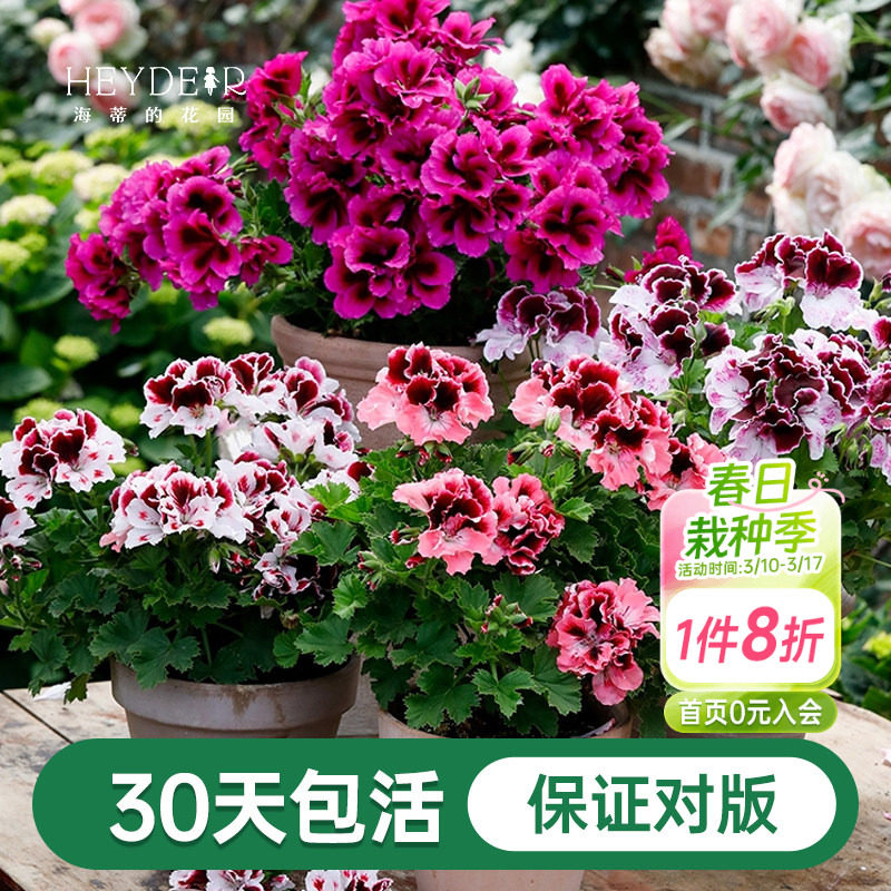 海蒂的花园天竺葵花苗盆栽重瓣四季垂吊直立大花飞溅花卉植物室内