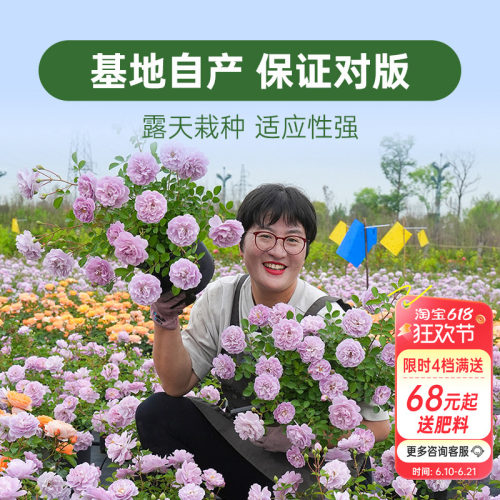 海蒂的花园月季花苗盆栽小苗爬藤玫瑰果汁阳台地栽花苗