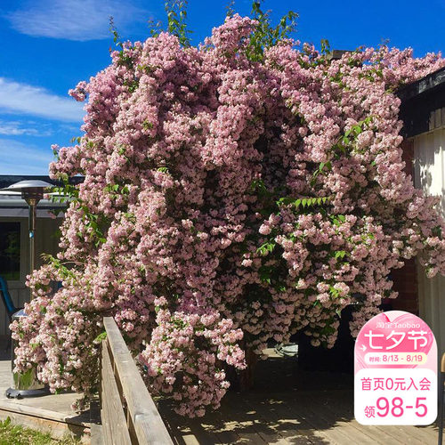 海蒂花灌木多年生猬实花卉