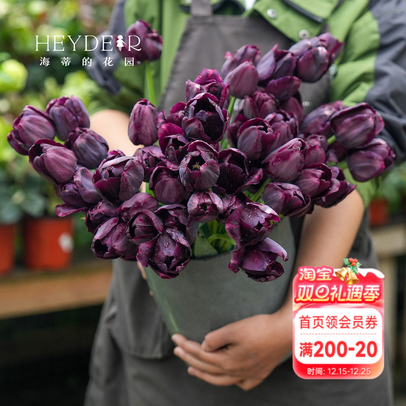 海蒂的花园郁金香种球自然球糖果王子阳台盆栽庭院可地栽球根海妈