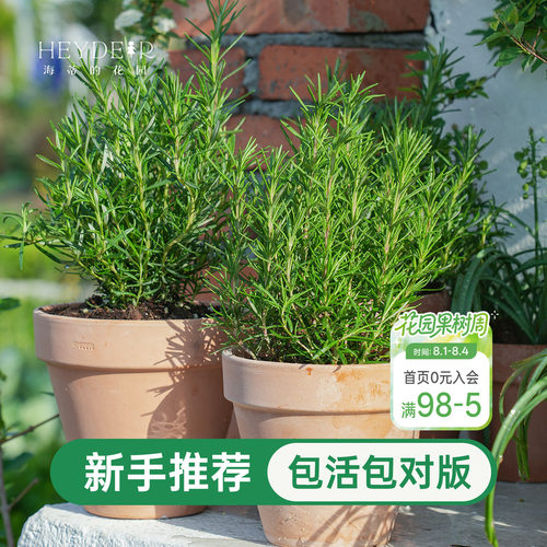 海蒂的花园迷迭香盆栽可食用室内绿植桌面阳台庭院老桩植物种植苗