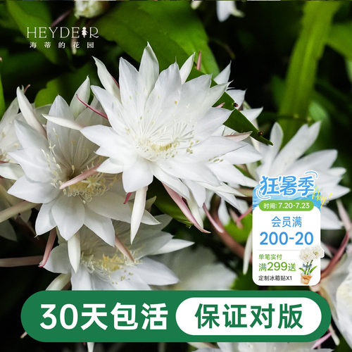 海蒂的花园昙花好养有香味花卉