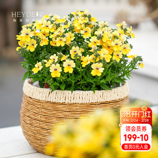 海蒂的花园龙面花草本植物花期长花量大冬春好养楼顶阳台花卉盆栽