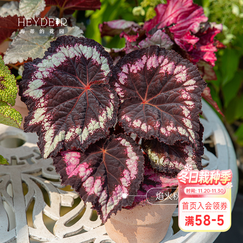 海蒂办公室好养绿植室内小森林