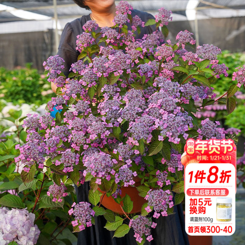 海蒂的花园绣球花苗山绣球花庭院阳台开花植物耐阴花卉盆栽,鲜花速递/花卉仿真/绿植园艺,绣球/木绣球/木本植物,淘宝优惠券,粉丝福利购,淘宝优惠卷
