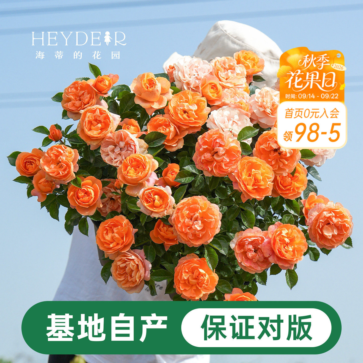 海蒂的花园月季花苗盆栽小苗爬藤玫瑰果汁阳台多季开花地栽花苗