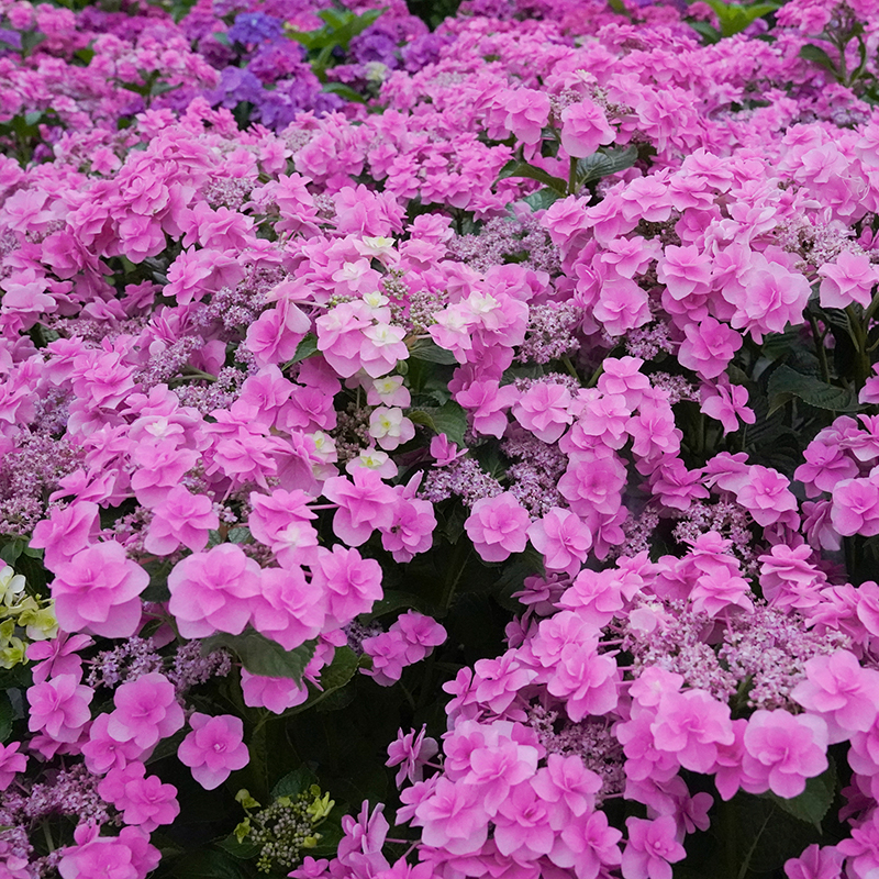 海蒂的花园绣球花头花胸花重瓣大花四季好养阳台庭院植物花卉盆栽