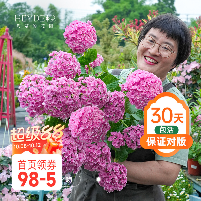 海蒂的花园重瓣绣球阳台盆栽