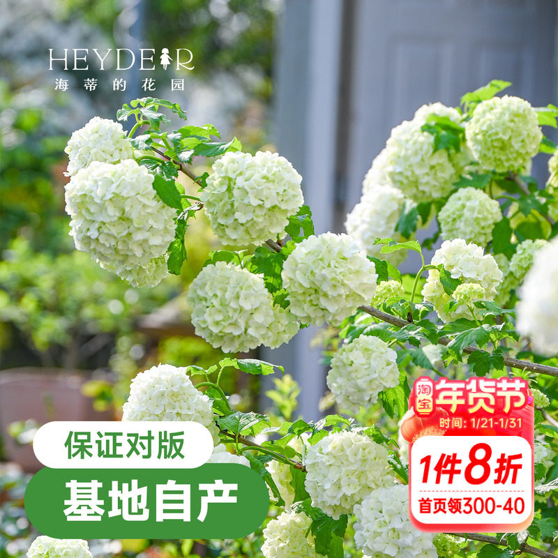 海蒂的花园欧洲木绣球花卉植物庭院露台庭院盆栽树苗耐寒绣球花苗,鲜花速递/花卉仿真/绿植园艺,绣球/木绣球/木本植物,淘宝优惠券,粉丝福利购,淘宝优惠卷
