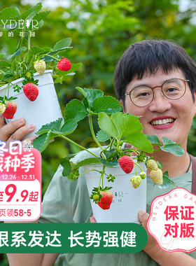 海蒂的花园草莓苗盆栽苗秧种子秋冬季多季结果原土原盆红颜奶油
