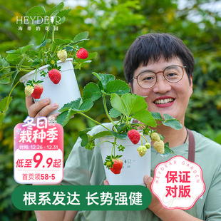 结果原土原盆红颜奶油 多季 海蒂 花园草莓苗盆栽苗秧种子秋冬季