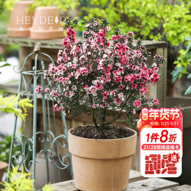 海蒂的花园松红梅冬季开花灌木全年常绿做绿篱花量大花卉盆栽植物,鲜花速递/花卉仿真/绿植园艺,观叶 /花灌木,淘宝优惠券,粉丝福利购,淘宝优惠卷