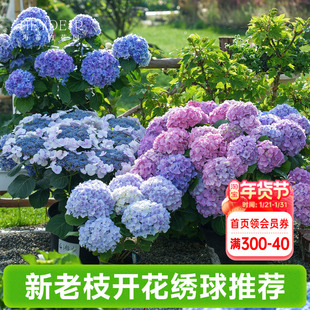 海蒂的花园成都总店新老枝开花大花绣球花苗盆栽无尽夏花卉植物