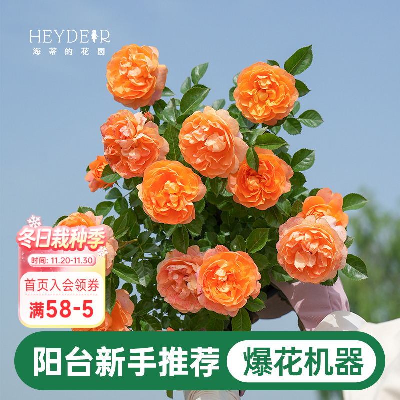 海蒂的花园月季花苗果汁阳台灌木好养阳台庭院花卉盆栽苗