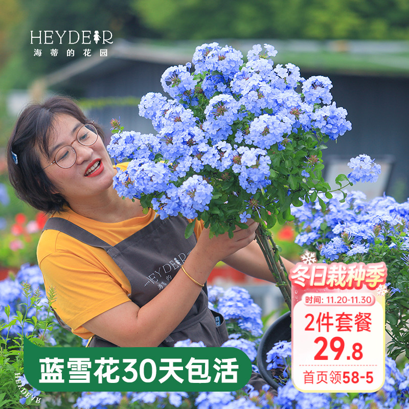 海蒂的花园蓝雪花盆栽耐热阳台可爬藤四季好养易活花卉植物室内花