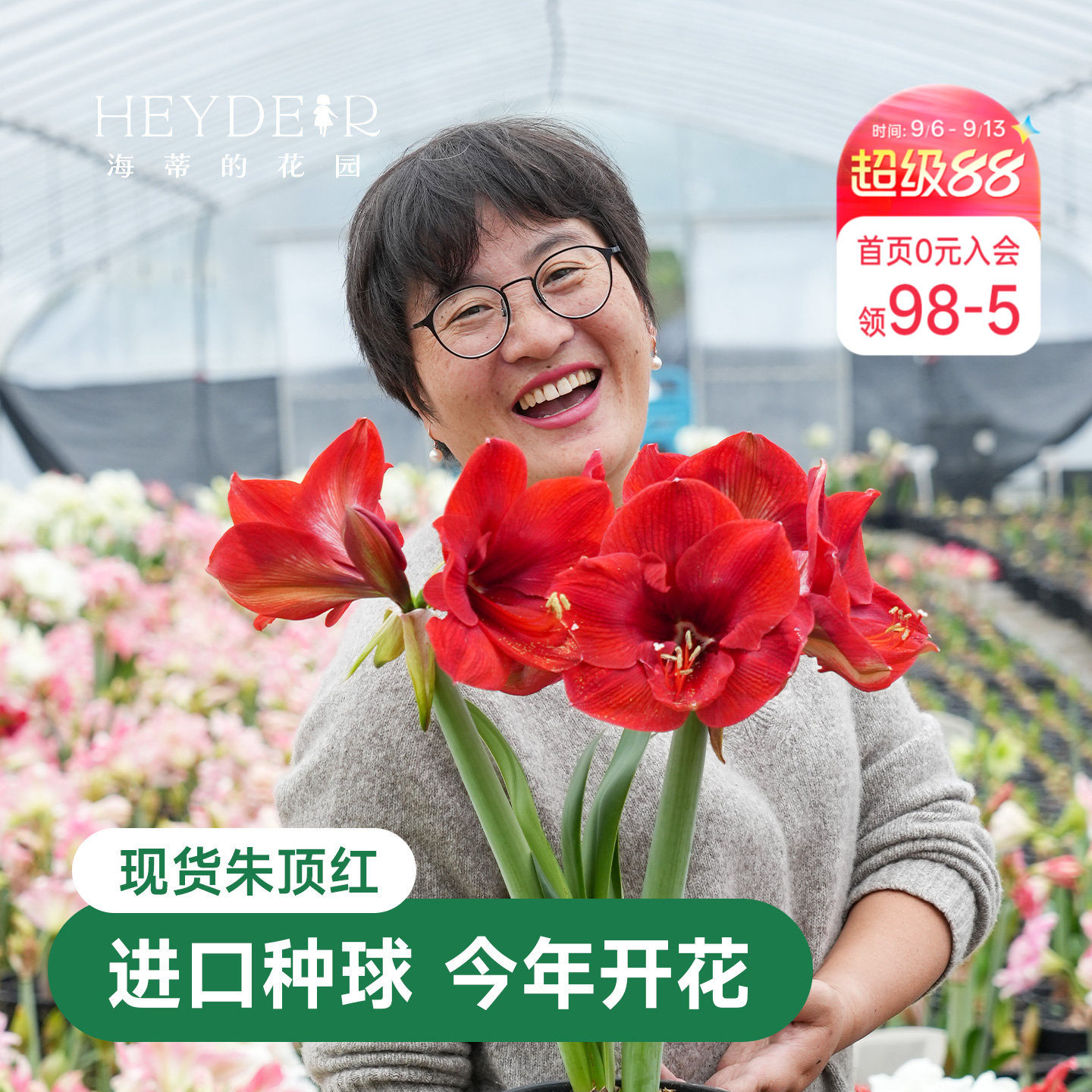 海蒂的花园秘鲁朱顶红室内开花图片