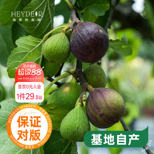 海蒂的花园水果树苗无花果