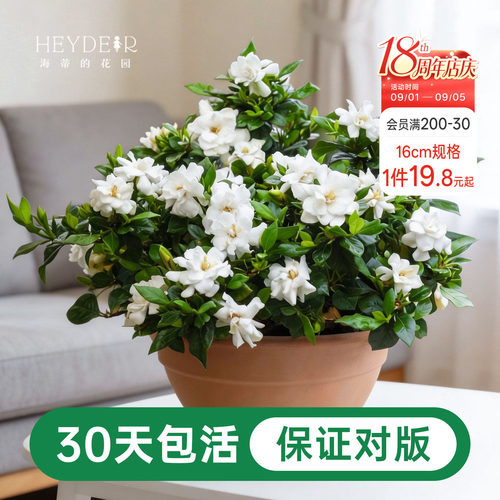 海蒂的花园栀子花盆栽树苗开花浓香花卉植物庭院阳台常绿植物