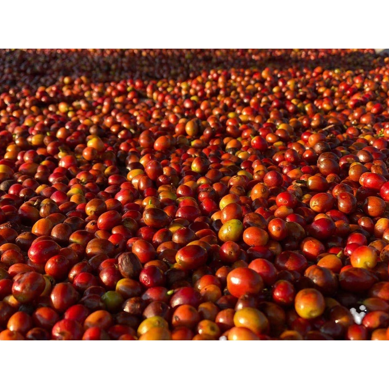 花魁8.0日晒空运批次手冲咖啡豆埃塞俄比亚精品玫瑰花伯爵红茶