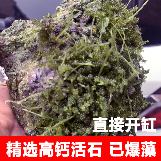 高钙深海片状多孔微生物造景石